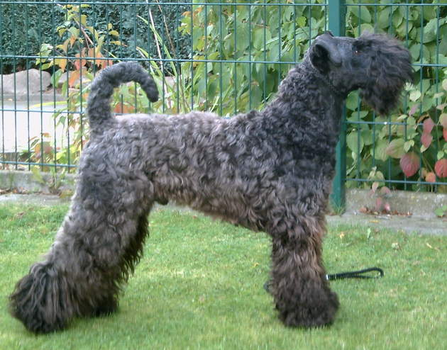 Kerry Blue Terrier
