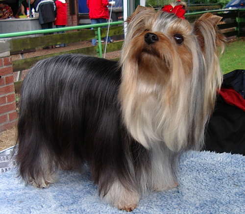Yorkshire Terrier